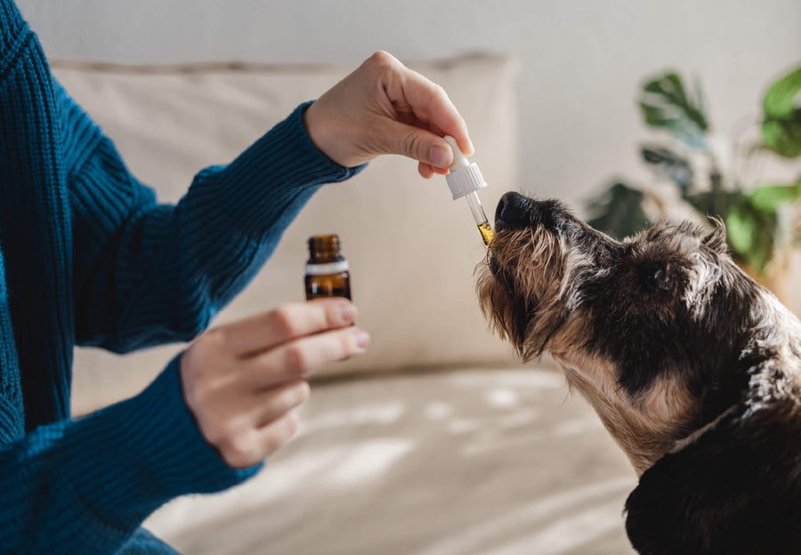 Do Pets Need Supplements? A Guide to Giving Your Companion the Support They Deserve