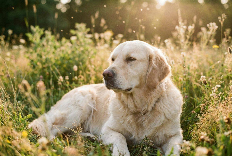 The Summer Itch, Explained: Why Your Dog Scratches in Warm Months
