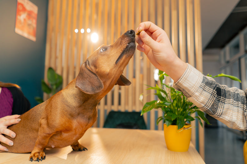 Basics of Natural Supplements for Dogs