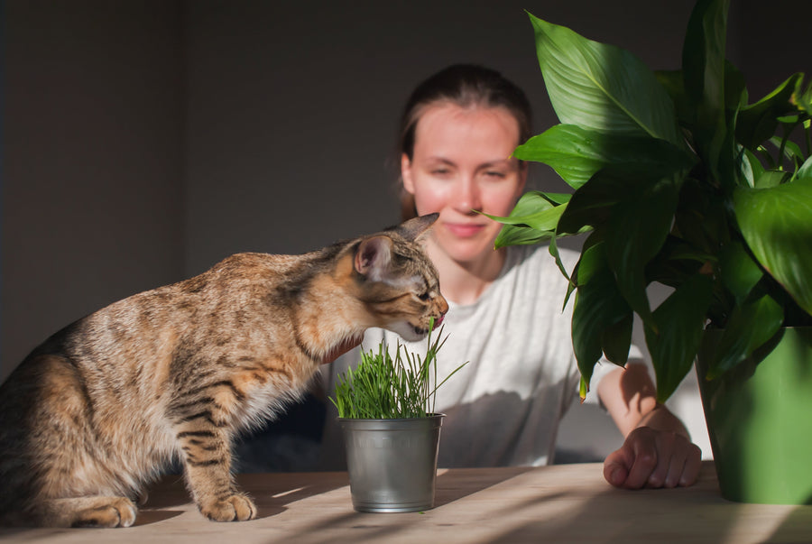 A Guide to Cat Anxiety and Calming Herbs for Cats