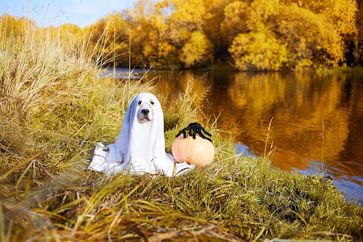 Keep Your Pets Safe (and Stress-Free) This Halloween