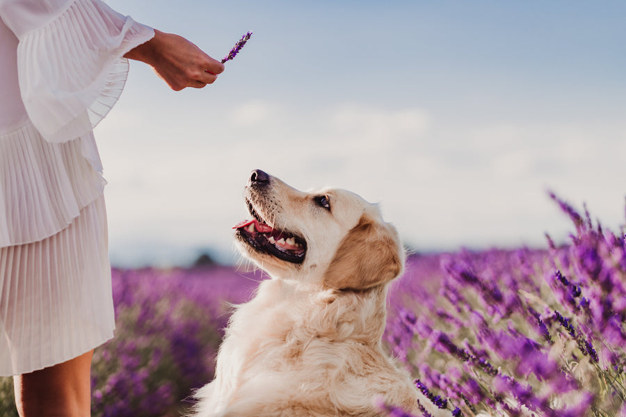 5 Calming Herbs for Dogs
