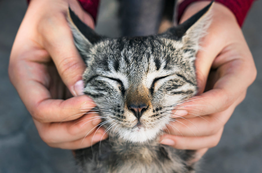 Boost Your Feline's Immunity with These 8 Tips