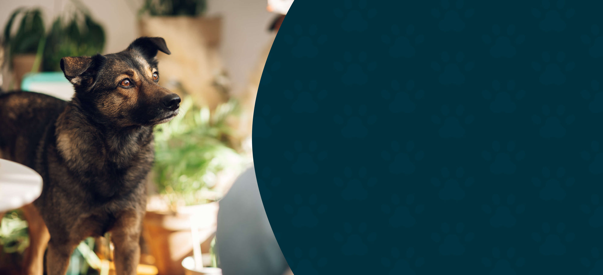 FAQ – Herbal Supplement Questions Answered for Pet Parents