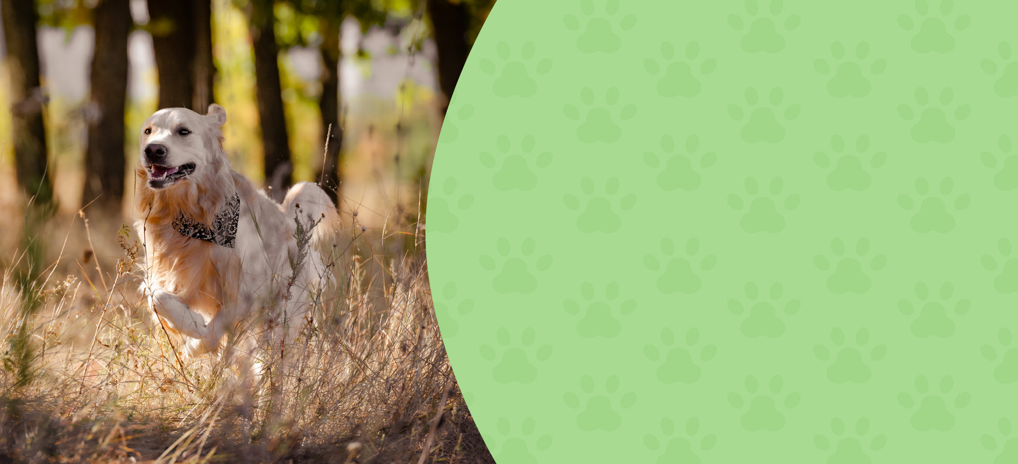 Herbal Support for Active Pets – Mobility, Energy & Recovery