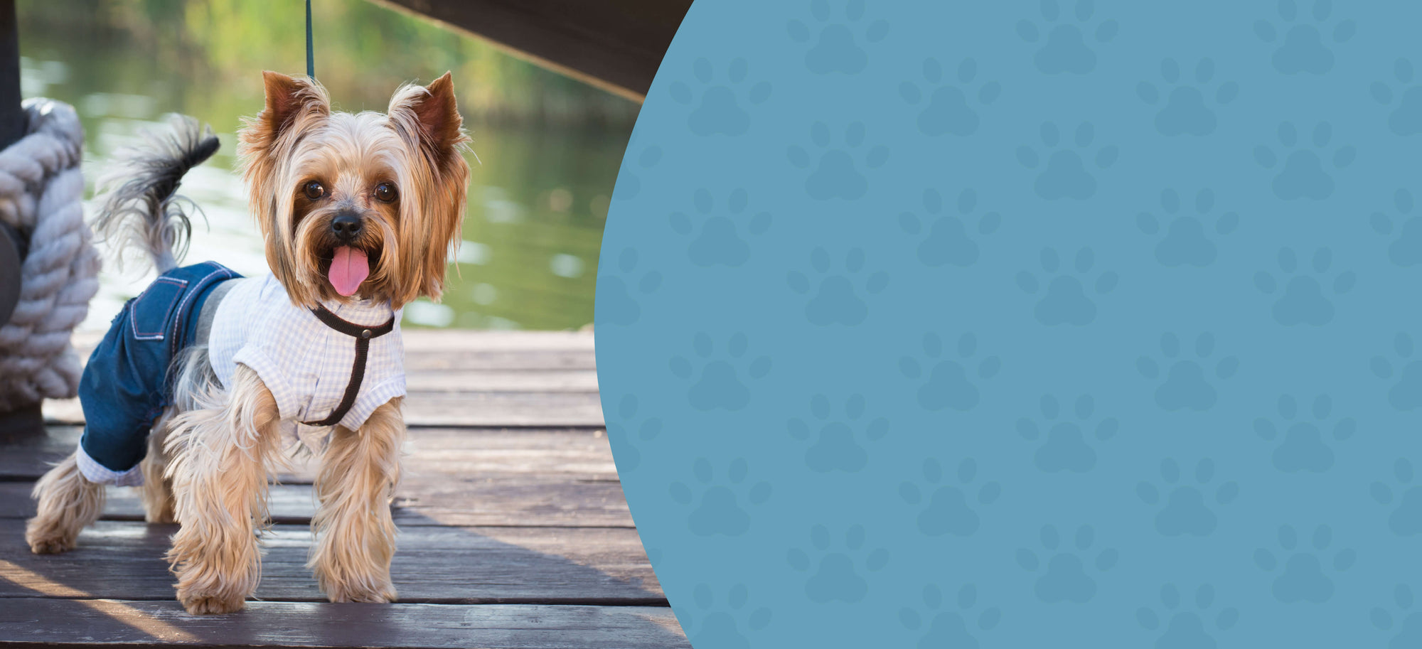 Dental Support – Herbal Oral Health for Dogs & Cats