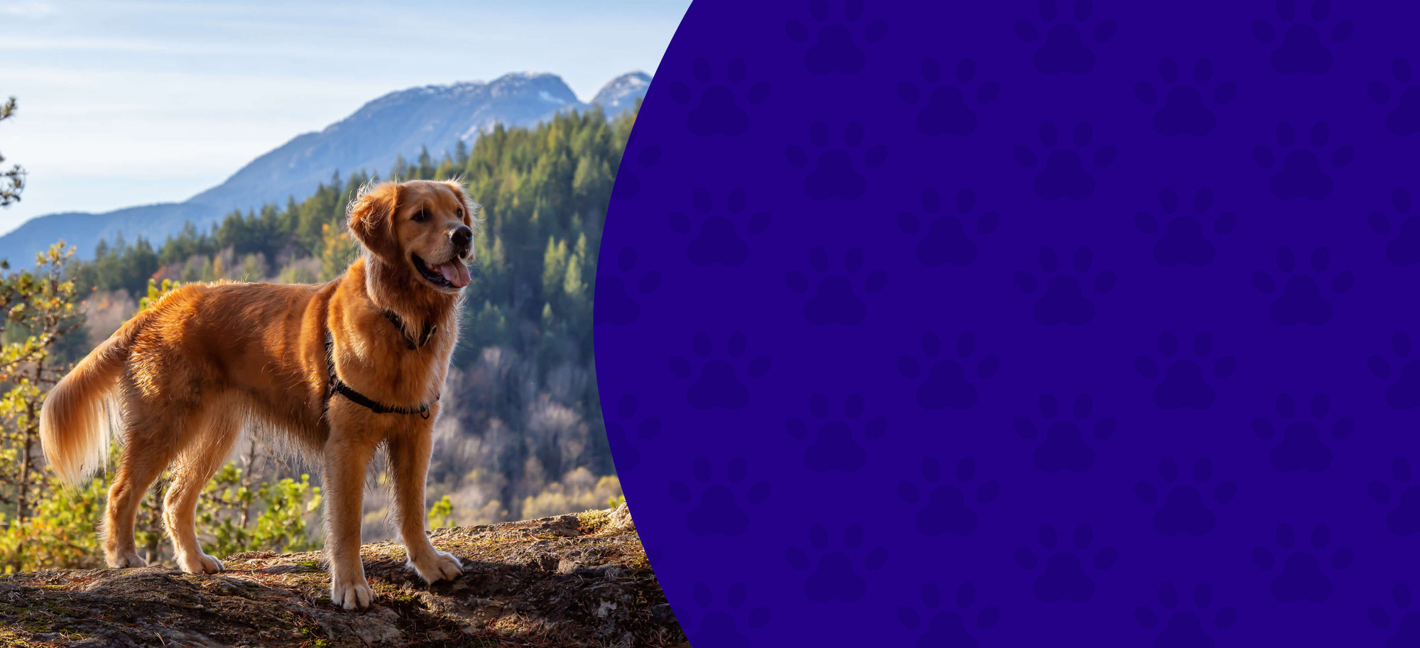 Immune Support – Herbal & Mushroom Wellness for Pets