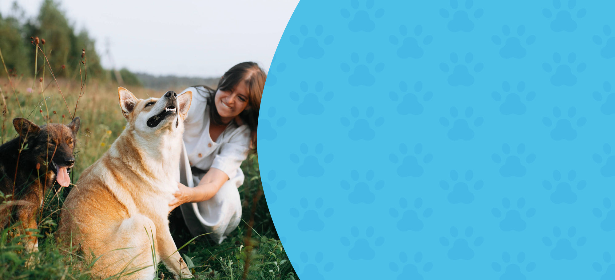 Wellness Support – Herbal Formulas for Whole-Body Health in Pets