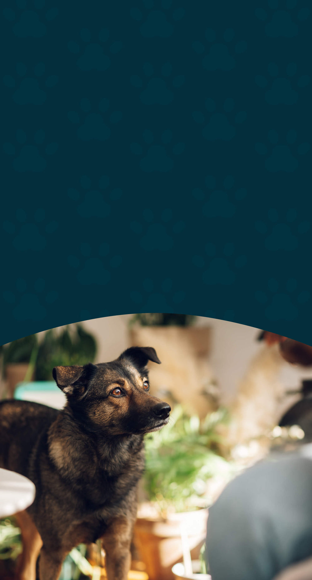 FAQ – Herbal Supplement Questions Answered for Pet Parents