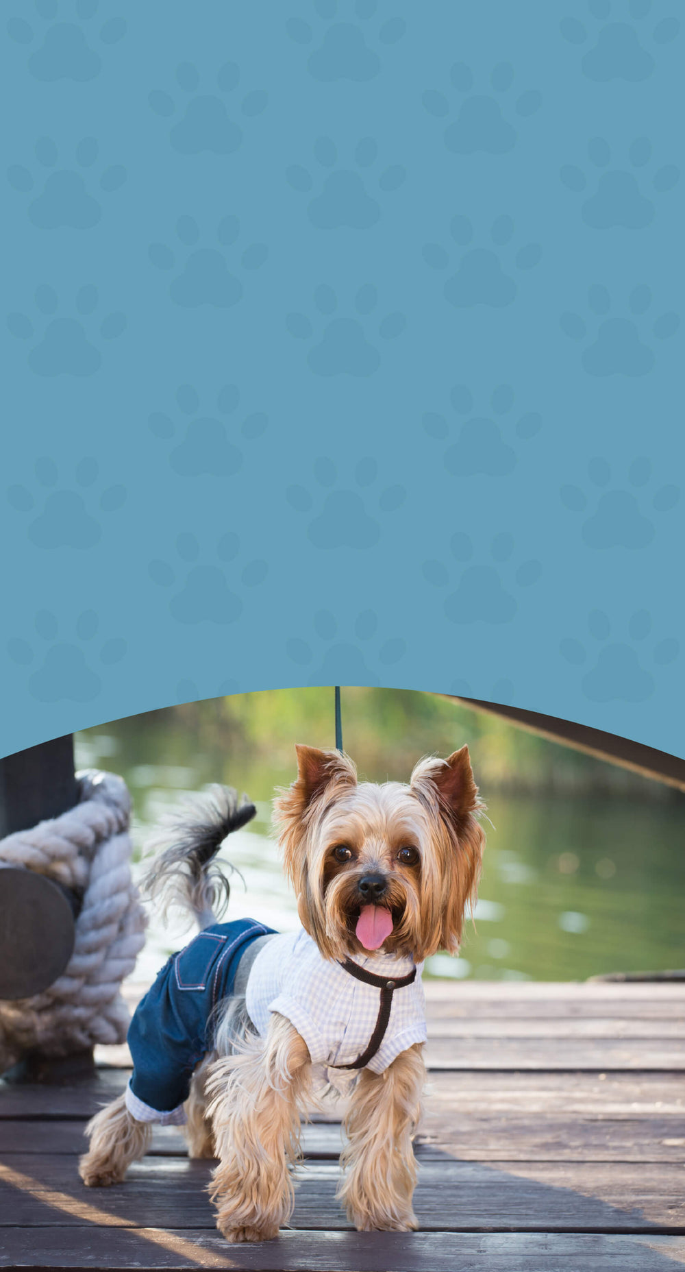 Dental Support – Herbal Oral Health for Dogs & Cats