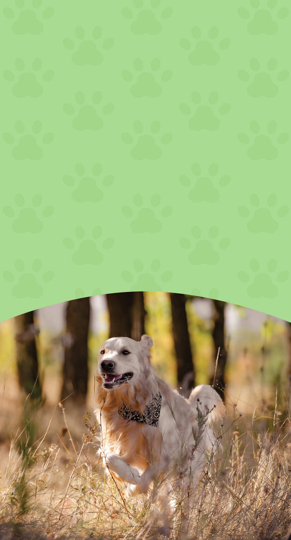 Herbal Support for Active Pets – Mobility, Energy & Recovery