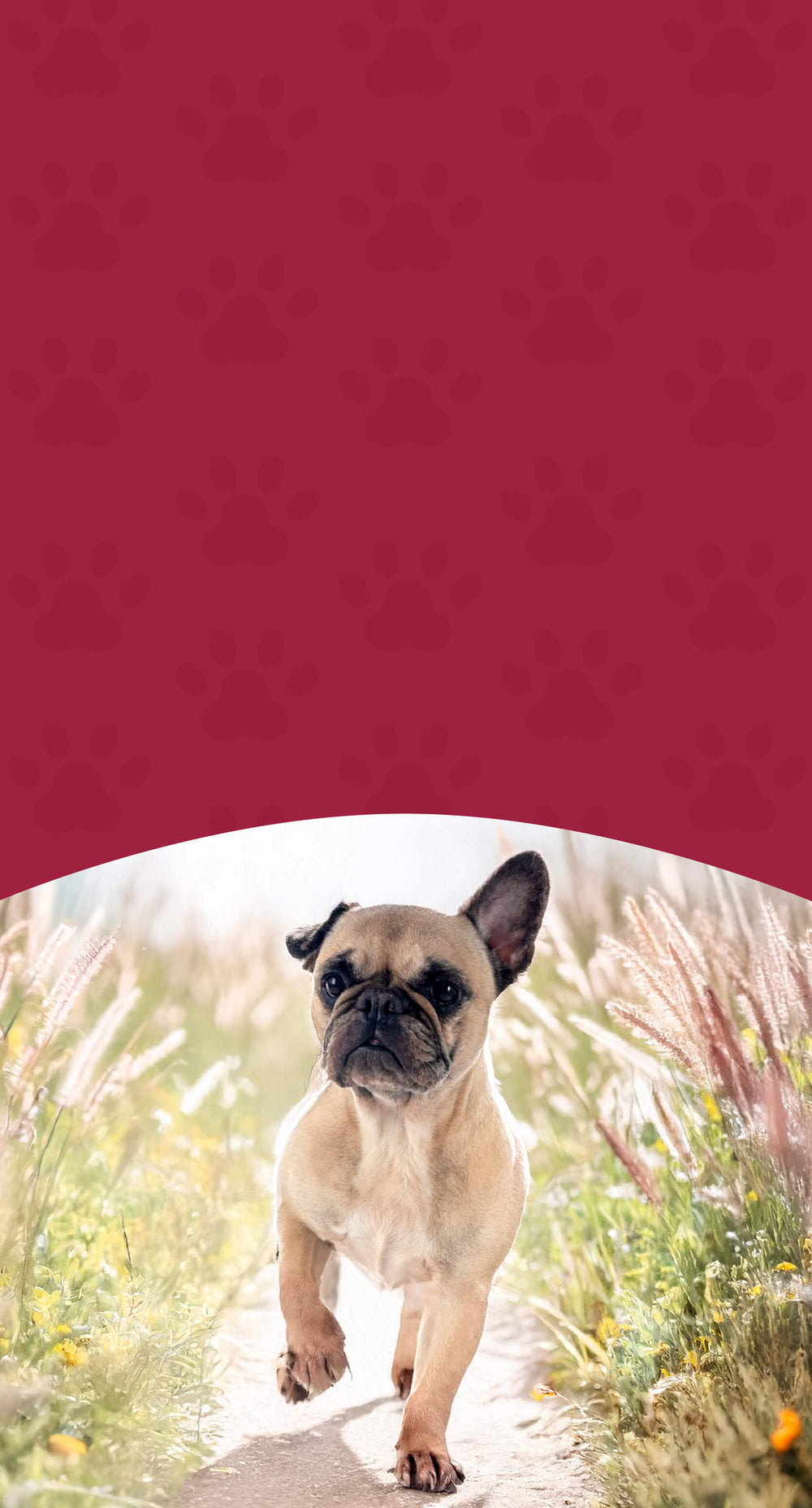 Allergy Support – Herbal Relief for Itchy, Sensitive Pets