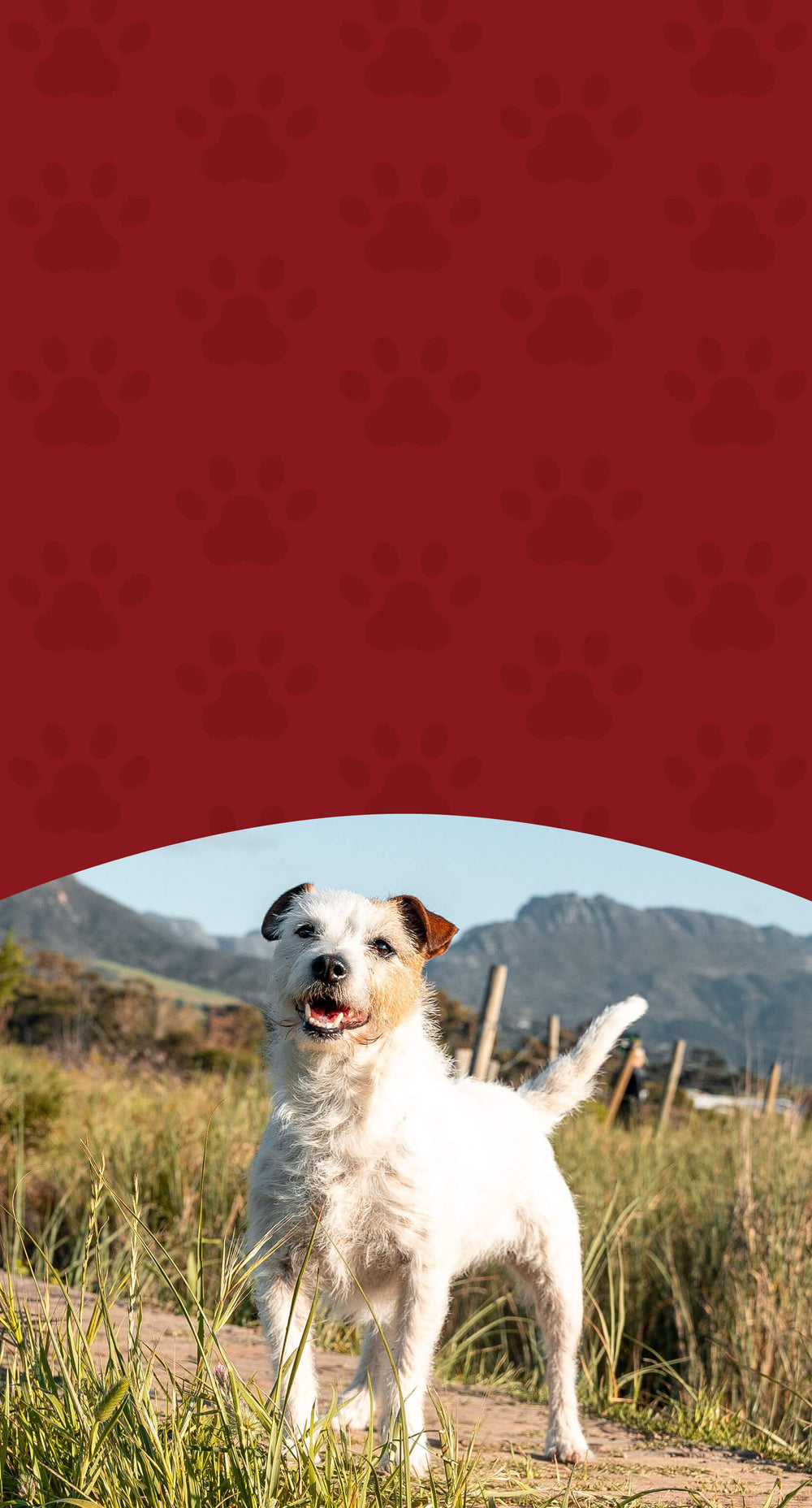 Heart Health Support – Herbal Cardiovascular Care for Dogs & Cats