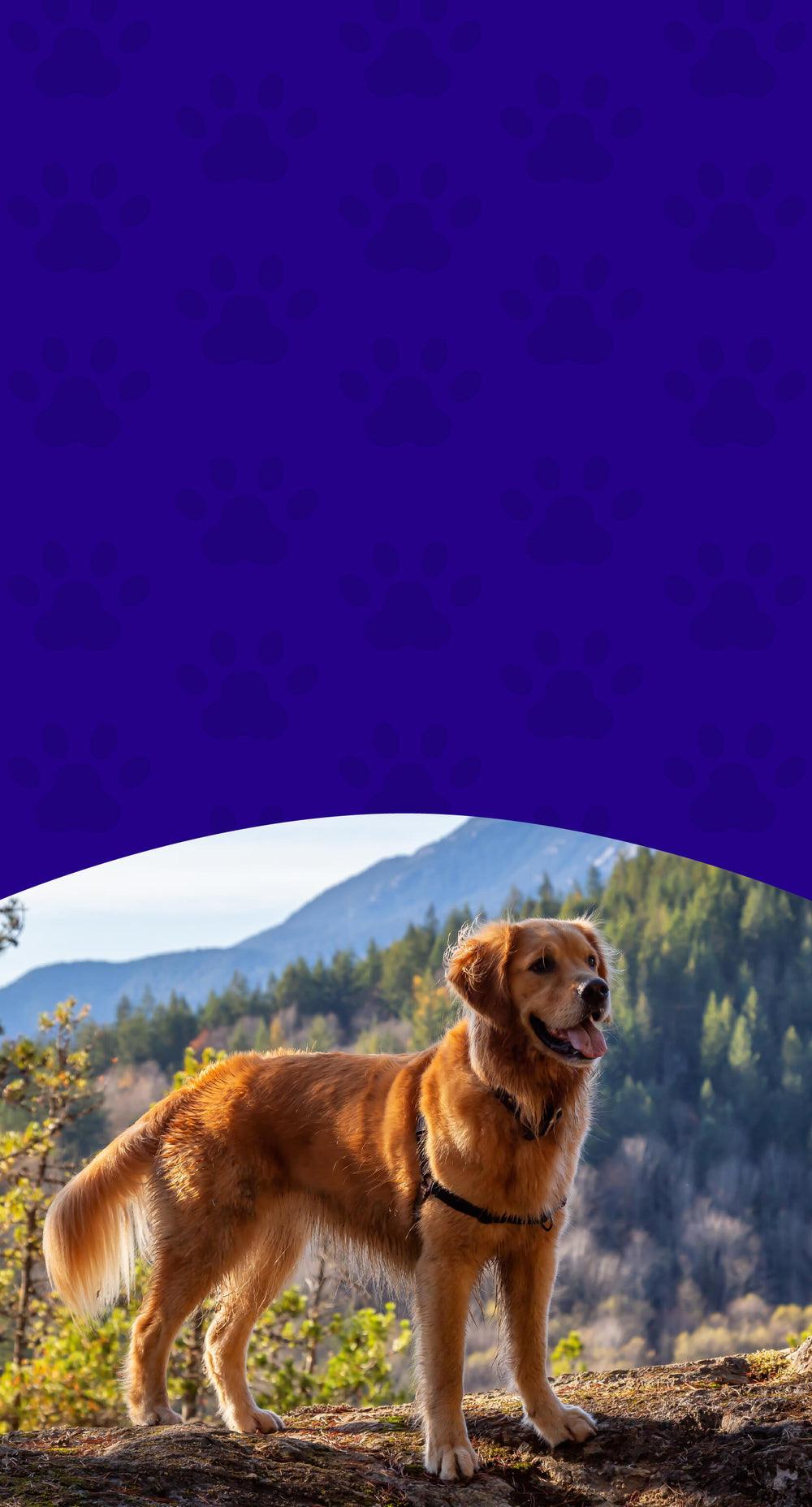 Immune Support – Herbal & Mushroom Wellness for Pets