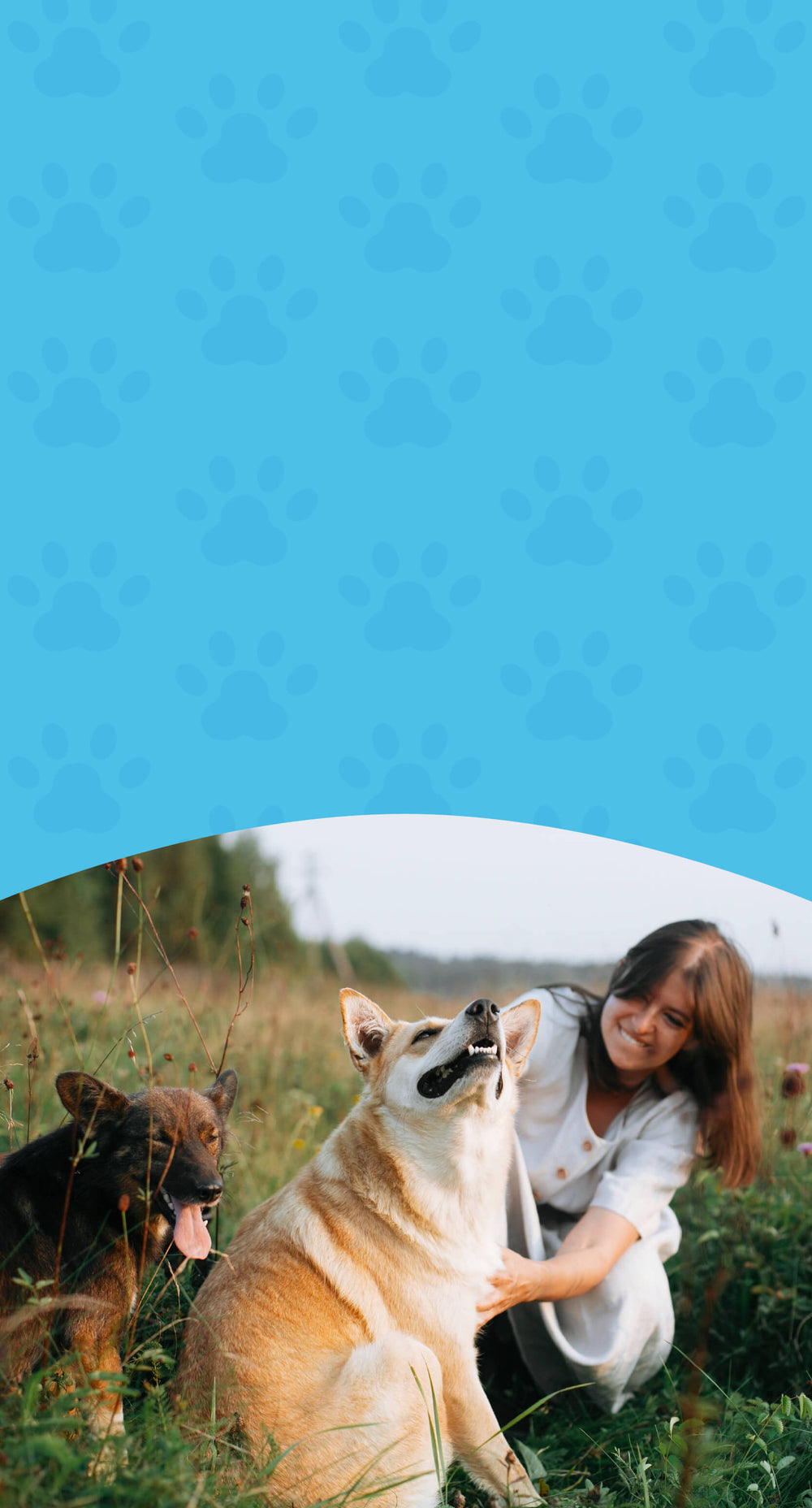 Wellness Support – Herbal Formulas for Whole-Body Health in Pets