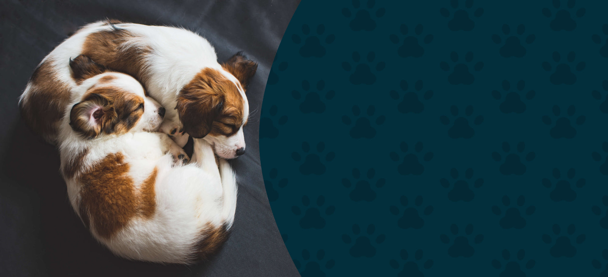 Curated Herbal Bundles – Complete Wellness Support for Dogs & Cats