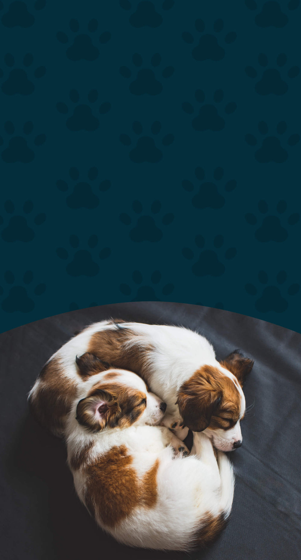Curated Herbal Bundles – Complete Wellness Support for Dogs & Cats