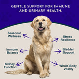 Astragalus Single Herbal Tonic | Supports Immune & Kidney Function