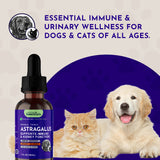 Astragalus Single Herbal Tonic | Supports Immune & Kidney Function