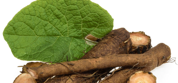 Burdock Root (Arctium lappa)