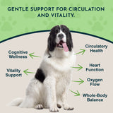 Ginkgo Single Herb Tonic | Supports Healthy Circulation & Cognition