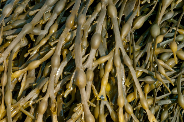 Laminaria digitata (Brown Seaweed)