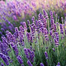 Lavender Oil (Lavandula angustifolia)