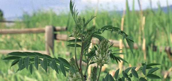 Licorice Root (Glycyrrhiza glabra)