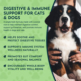 Licorice Herbal Tonic | Supports Liver, Gut & Immune System