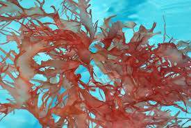 Calcified Red Seaweed (Lithothamnion spp.)