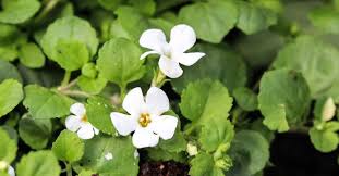 Bacopa monnieri