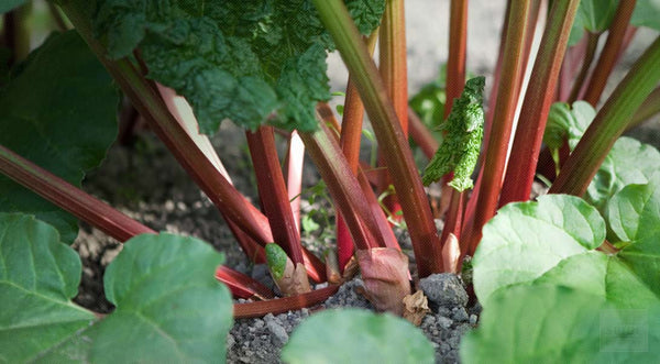 Turkey Rhubarb (Rheum palmatum)