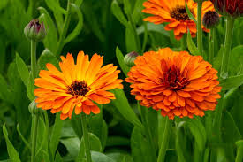 Calendula Flowers (Calendula officinalis)