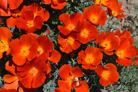 California Poppy (Eschscholzia californica)