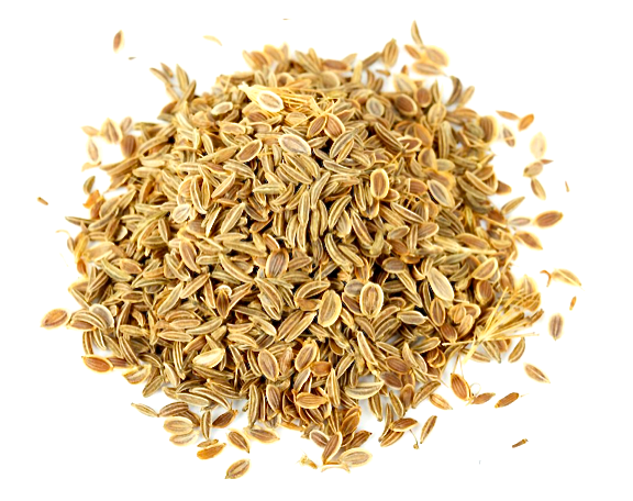 Carrot Seed Oil (Daucus carota)