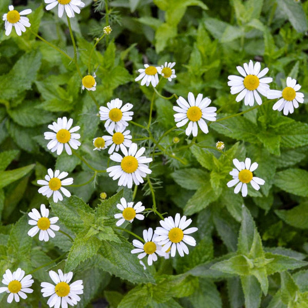 Chamomile (Matricaria recutita)