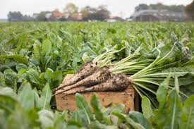 Chicory Root (Cichorium intybus)
