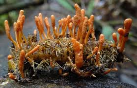 Cordyceps (Cordyceps militaris)