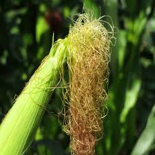 Cornsilk (Zea mays)