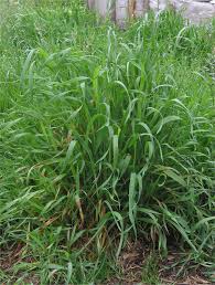 Couchgrass Root (Elymus repens)