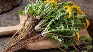 Dandelion Root & Leaf (Taraxacum officinale)