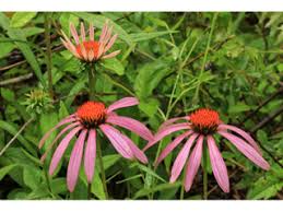 Echinacea Root (Echinacea purpurea)