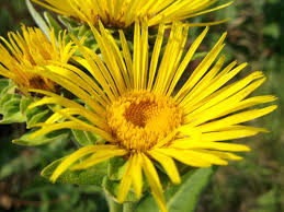Elecampane Root (Inula helenium)