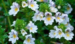Eyebright Herb (Euphrasia officinalis)