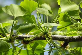 Ginkgo biloba