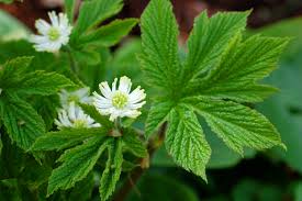 Goldenseal Root (Hydrastis canadensis)