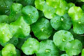 Gotu Kola (Centella asiatica)