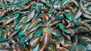 Green-Lipped Mussel (Perna canaliculus)