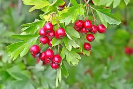Hawthorn Berries (Crataegus spp.)