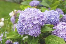 Hydrangea (Hydrangea arborescens)
